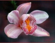 pa SimonKayne BeautifulFlorals 06. Kayne, 