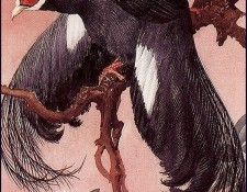 43612. Tunnicliffe, 