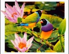 pa AusGeoArt 2003 05 EgoGuiotto GouldianFinch. Guiotto, 