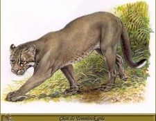 PO pfrd 066 Chat de Temminck gris. Dallet, ������