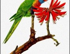 pa TonyOliver AustralianBirds 01 RainbowLorikeet. ������, ����