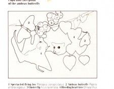 Oz AGls090 Tony Oliver Spectacled Flying Fox Key. ������, ����