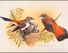 pa EricShepherd 01 RufousFantail. , 