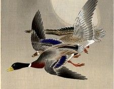 pic09370. �����