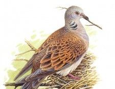 abs 14 turtle dove. , 