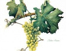 IS6 048 Kathrine Salentine 01 (Vine). Salentine, ������