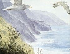 Parker, Ron - Mew Gull (end. ������, ���