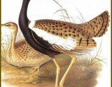PO ptb 49 Petit Florican. , 