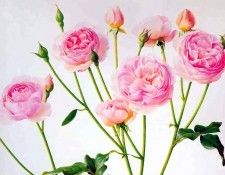 an artists garden csg037. ���, �������