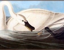 ma Audubon Trumpeter Swan. Audubon,  