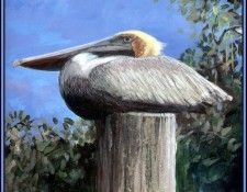 D50-AWE088-RB-Brown Pelican 3. Bansemer, Роджер