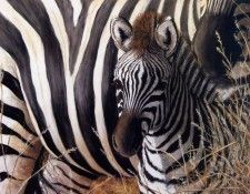Sallie Lynn Davis - At Mothers Side, Young Zebra, De. ,  