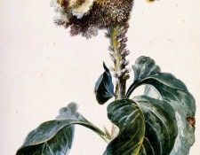 Schouman Aert Yellow cockscomb Sun. Schouman, ����