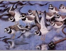 43651. Tunnicliffe, 