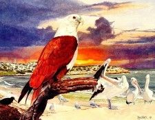 Oz AGls049 Tony Oliver Brahminy Kite. , 
