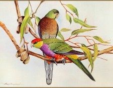 pa EricShepherd 02 Red CappedParrot. ������, ����