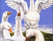 lrsBB02AllenKimball-Goose. �����, �������