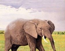 Parker, Ron - African Elephant (end. , 