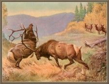 cr WalterWebber-05-AmericanElkOrWapiti. , 