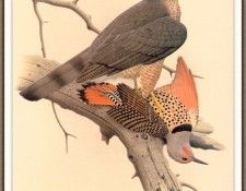 Sj WbZ 24 Northern Red-shafted Flicker. , 