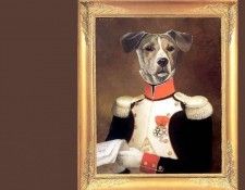 dog portraits csg023 duke fyodor kacharatov. �������, ������