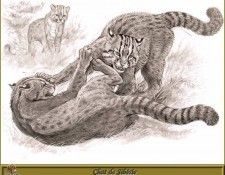 PO pfrd 136 Chat de Sib�rie. Dallet, ������