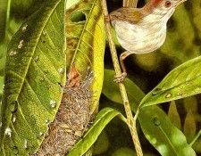 pa TonyOliver BirdsBuildNests 08b. Оливер, Тони
