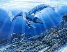 kb Nelson RL Discovery in Hana Waters. ,  