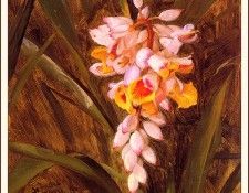 bs-flo- Frederic E Church- Cardamun. ,  E