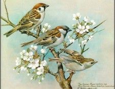 pa BasilEde 21 TreeSparrow&HouseSparrow. ���, �������