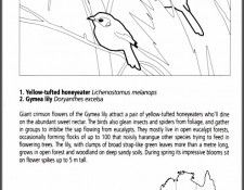 pa EgoGuiotto AG2004 01 Yellow TuftedHoneyeater Key. Guiotto, 