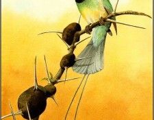 pa NormanArlott 13 White ThroatedBee Eater. Arlott, 