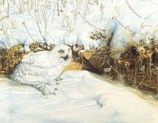 lrs Nogy Arnold Narrow Escape Snowy Owl. Nogy, 
