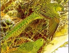 pa TonyOliver AustralianEndangeredWildlife 01. , 