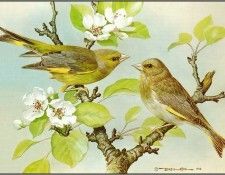 pa BasilEde 11 Greenfinch. ���, �������