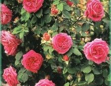 HeritageRoses Madame Isaac Pereire-WeaISC. ����, Saxon