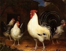 Oever ten Hendrick Rooster with chickens Sun. Oever, 