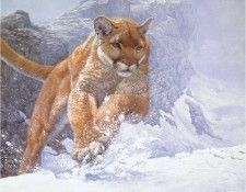 JohnSeerey-Lester CougarRun ec. Seerey-������� ����