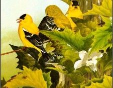 pa NormanArlott 26 AmericanGoldfinch. Arlott, 