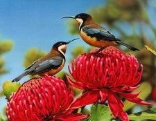 pa EgoGuiotto 01 EasternSpinebill. Guiotto, ���