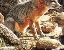Parker, Ron - Kit Fox (end. , 