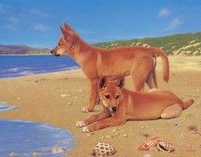 Oz AGls007 Ego Guiotto Dingo Pups Painting. Guiotto, 