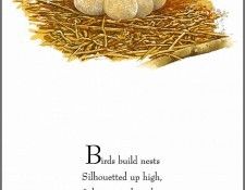 pa TonyOliver BirdsBuildNests 05a. , 