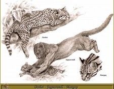 PO pfrd 125 Ocelot   Jaguarondi   Margay. Dallet, 