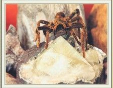 NorfleetB 32 Mine-WeaSDC. Norfleet, �������