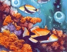 lrs Nice Claudia Triggerfish. �����, �������