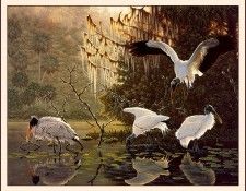 bs-na- Dee Smith- Still Waters- Woodstorks. ,  -Still