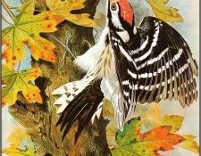 pa BasilEde 44 LesserSpottedWoodpecker. ���, �������