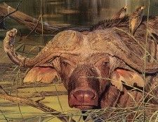 bs- Shirley Greene- Dagga Boy. , 