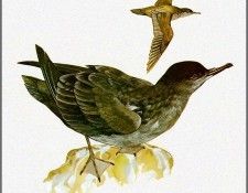 pa TonyOliver AustralianBirds 41 Short TailedShearwater. , 